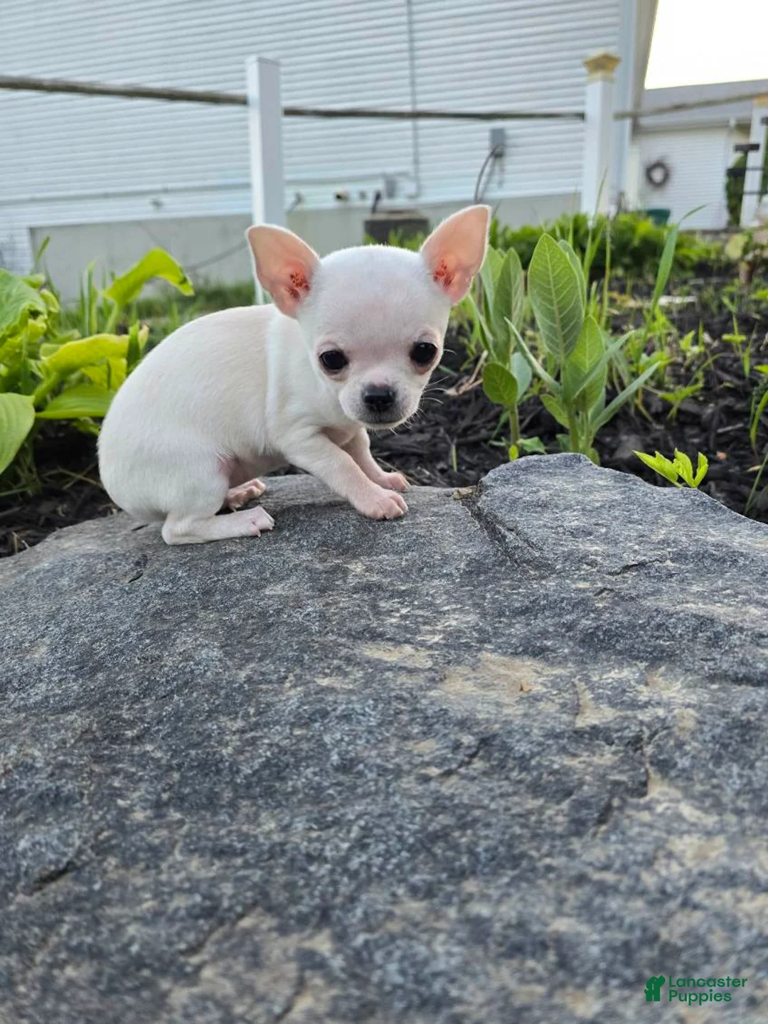 Chihuahua dogs for sale: Chihuahua Girl - Ad 1