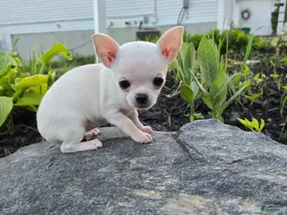 Chihuahua dogs for sale: Chihuahua Girl - Ad 1