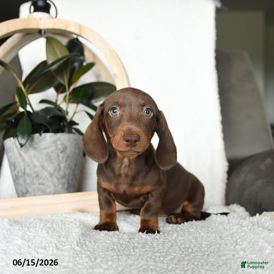 Miniature Dachshund dogs Shane - Ad 2