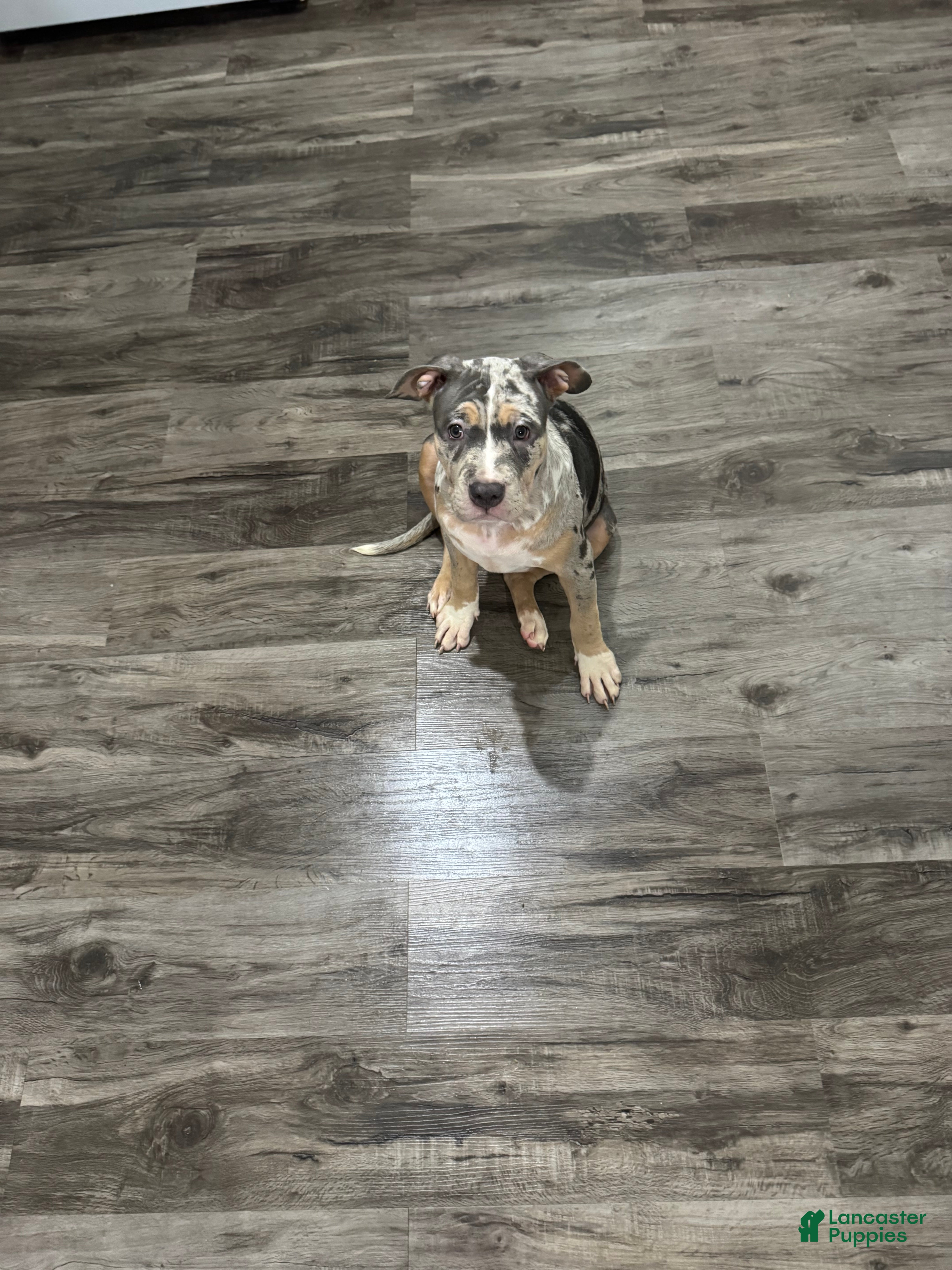 American Bully