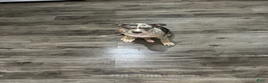 American Bully 4