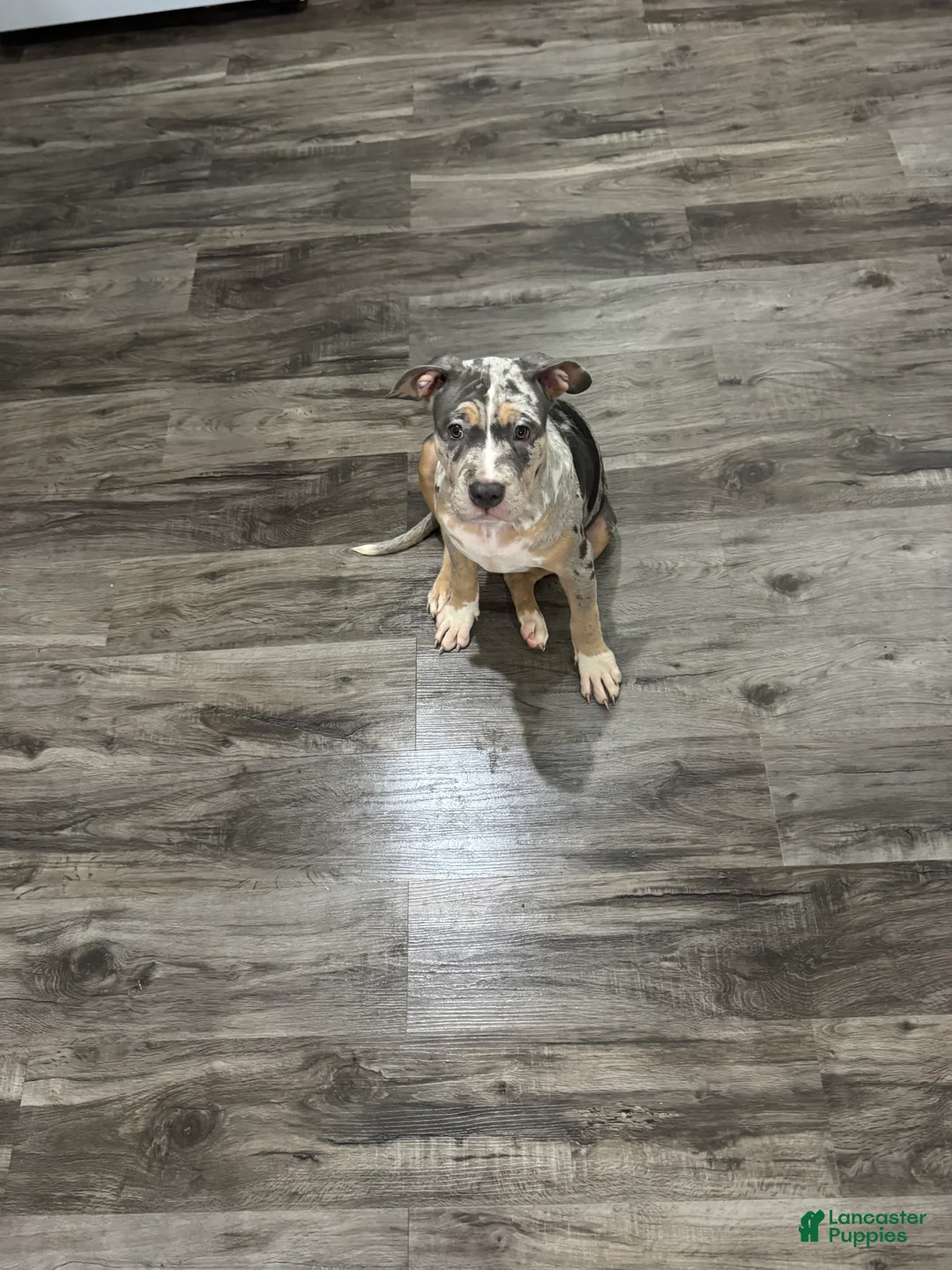 American Bully dogs for sale: American Bully 4 - Ad 1