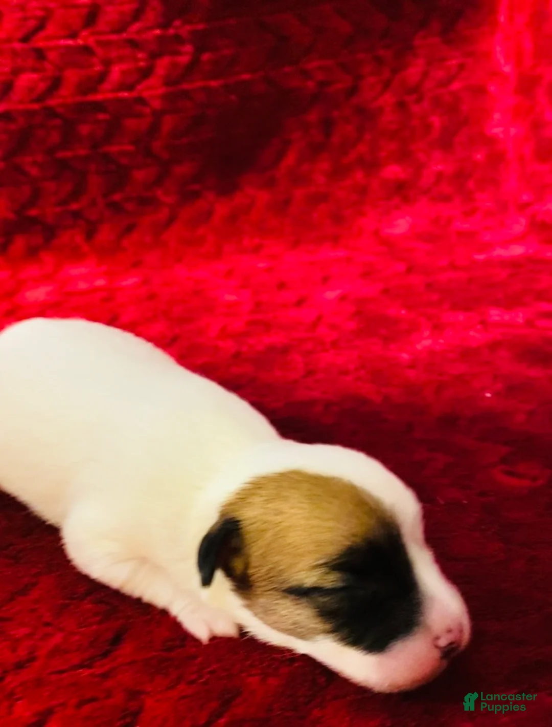 Jack Russell Terrier dogs for sale: Jack Russell Terrier Puppy 1 - Ad 1