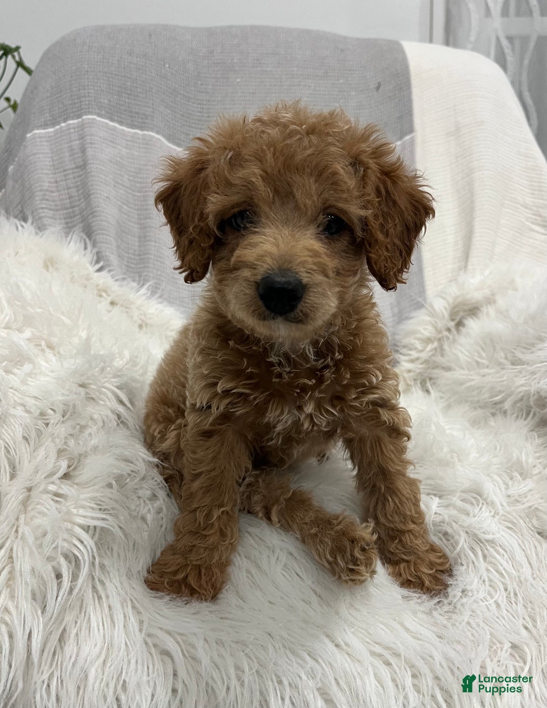 Mini Goldendoodle dogs for sale: Darcy  - Ad 1