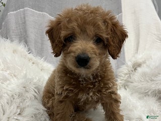 Mini Goldendoodle dogs Darcy - Ad 16