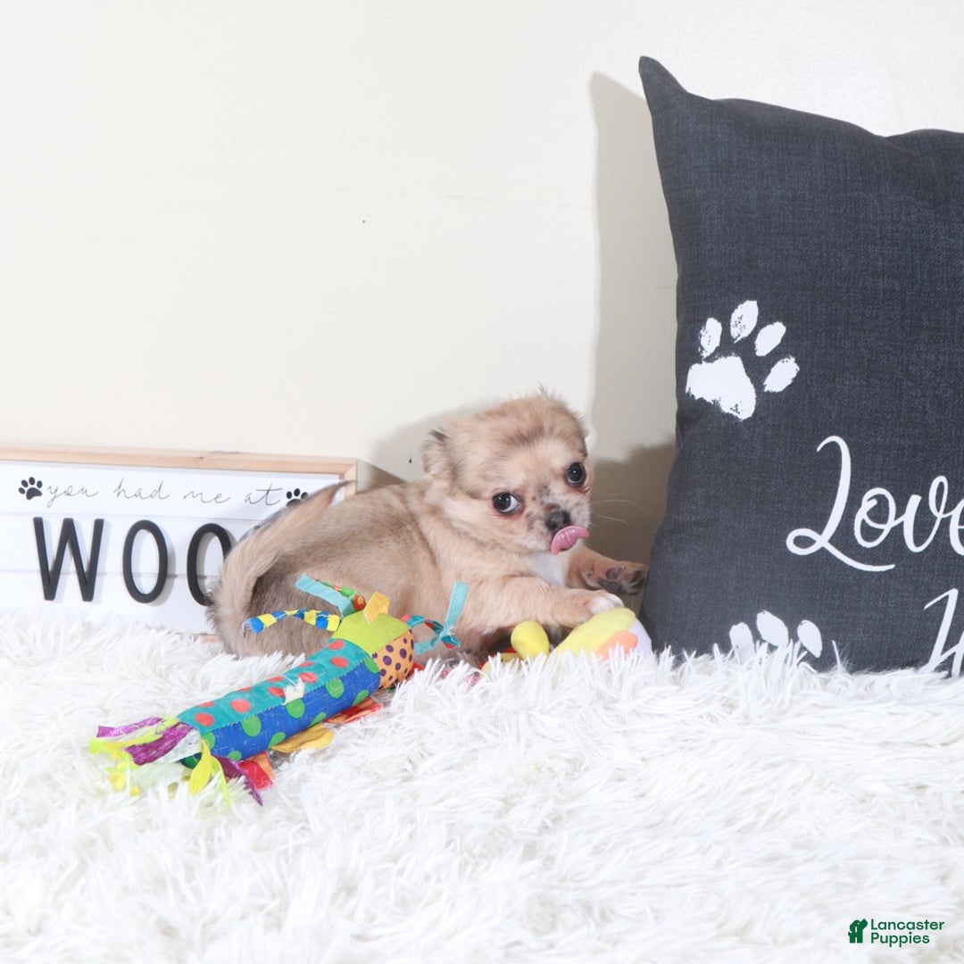 Chihuahua dogs for sale: Chihuahua Puppy Avery - Ad 3