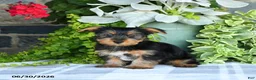 Yorkshire Terrier dogs for sale: Fern - Ad 5