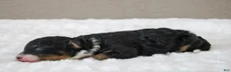 Mini Bernedoodle dogs for sale: Sadie  - Ad 5
