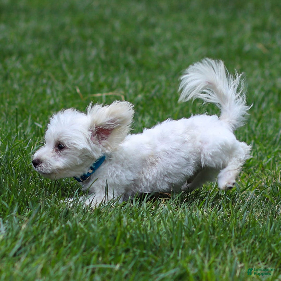 Maltese dogs for sale: Sterling - Ad 9
