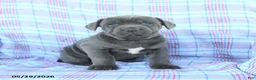 Cane Corso dogs for sale: Lucy - Ad 3