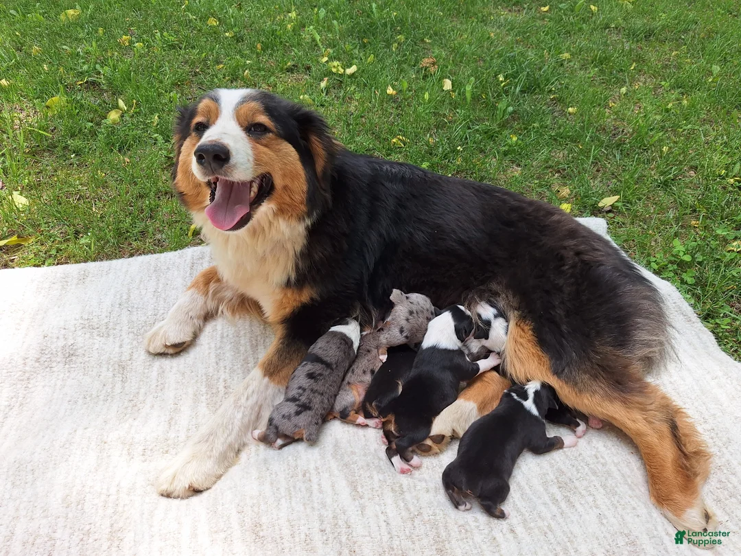 Australian Shepherd dogs for sale: Diana - Ad 11