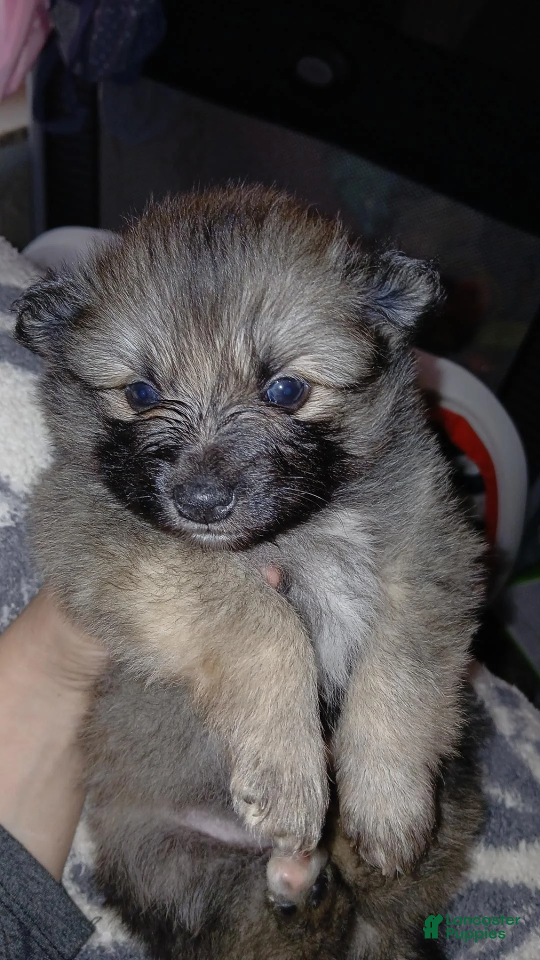 Pomeranian dogs for sale: Rosey - Ad 2