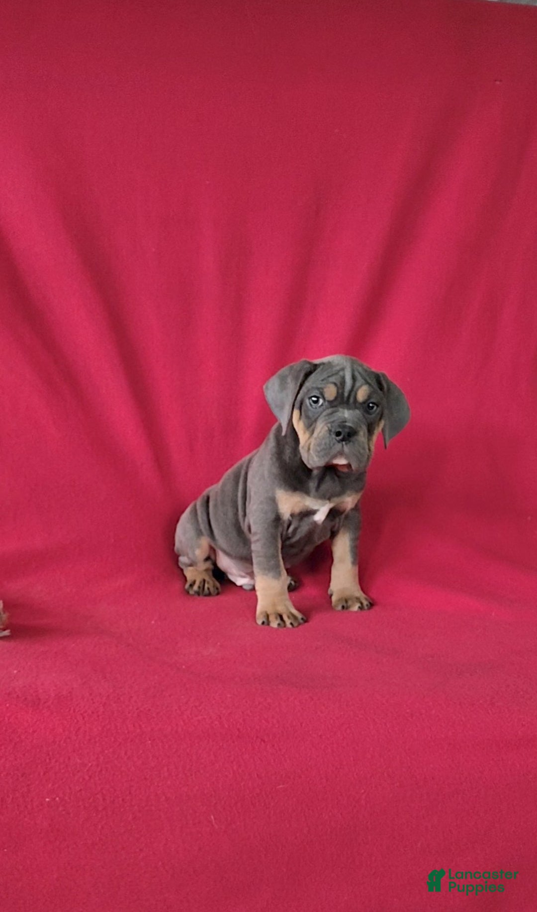 Beabull dogs for sale: Porter - Ad 2