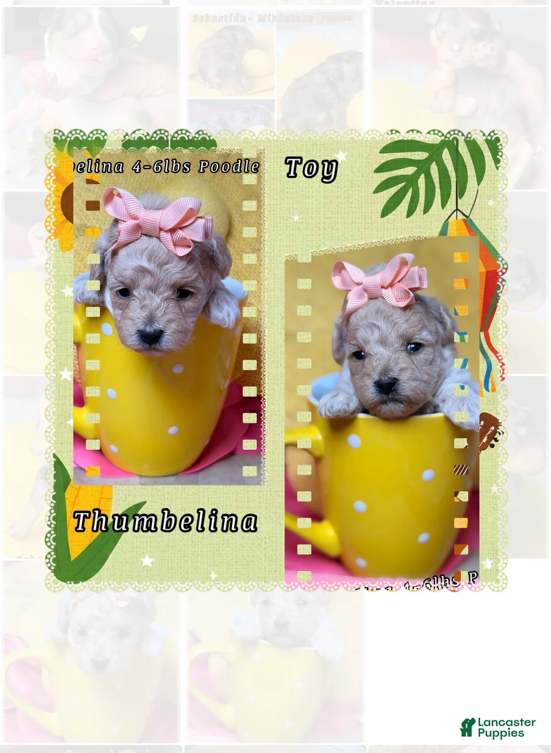 Toy Poodle dogs for sale: Toy Poodle 1 - Ad 6
