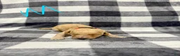 Standard Poodle dogs for sale: Red Collar  - Ad 5