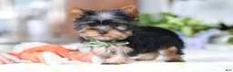 Yorkshire Terrier dogs for sale: Beau - Ad 5