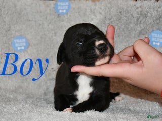 Great Dane dogs Male pup - Ad 25