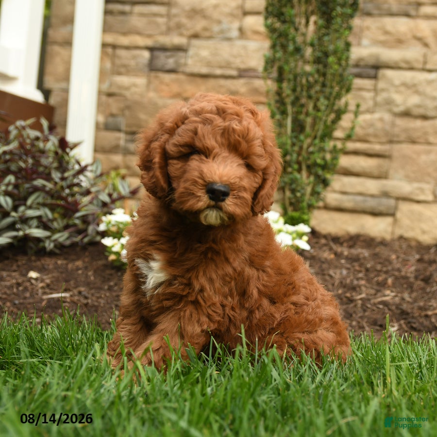 Mini Goldendoodle dogs Andy - Ad 2