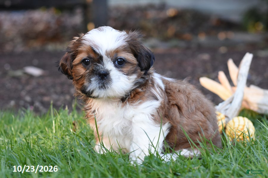 Shih Tzu dogs for sale: Ash - Ad 2