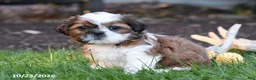 Shih Tzu dogs for sale: Ash - Ad 2