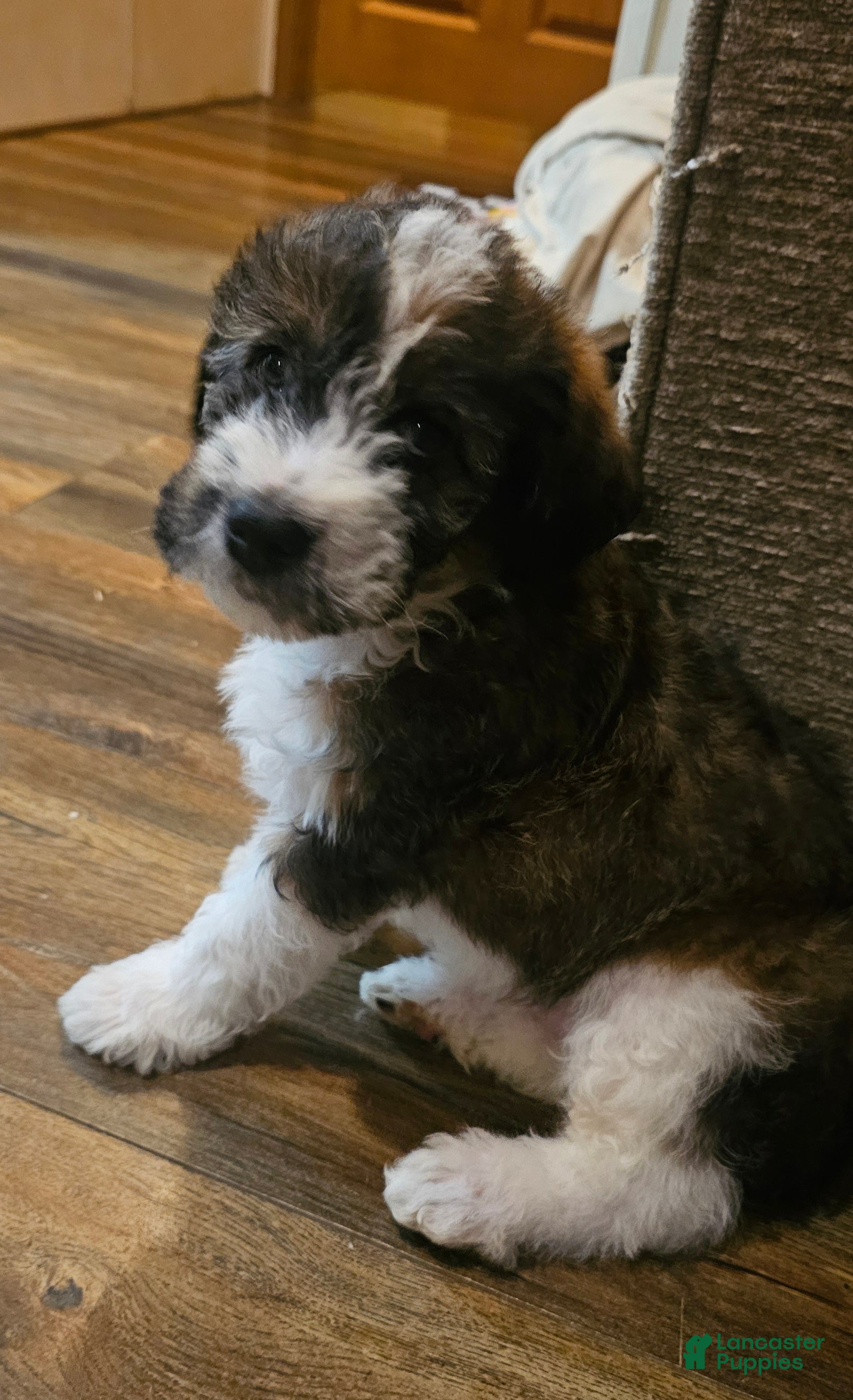 Mixed Breed dogs Nancy girl - Ad 10