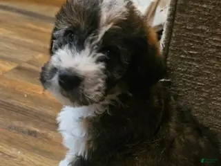 Mixed Breed dogs Nancy girl - Ad 10