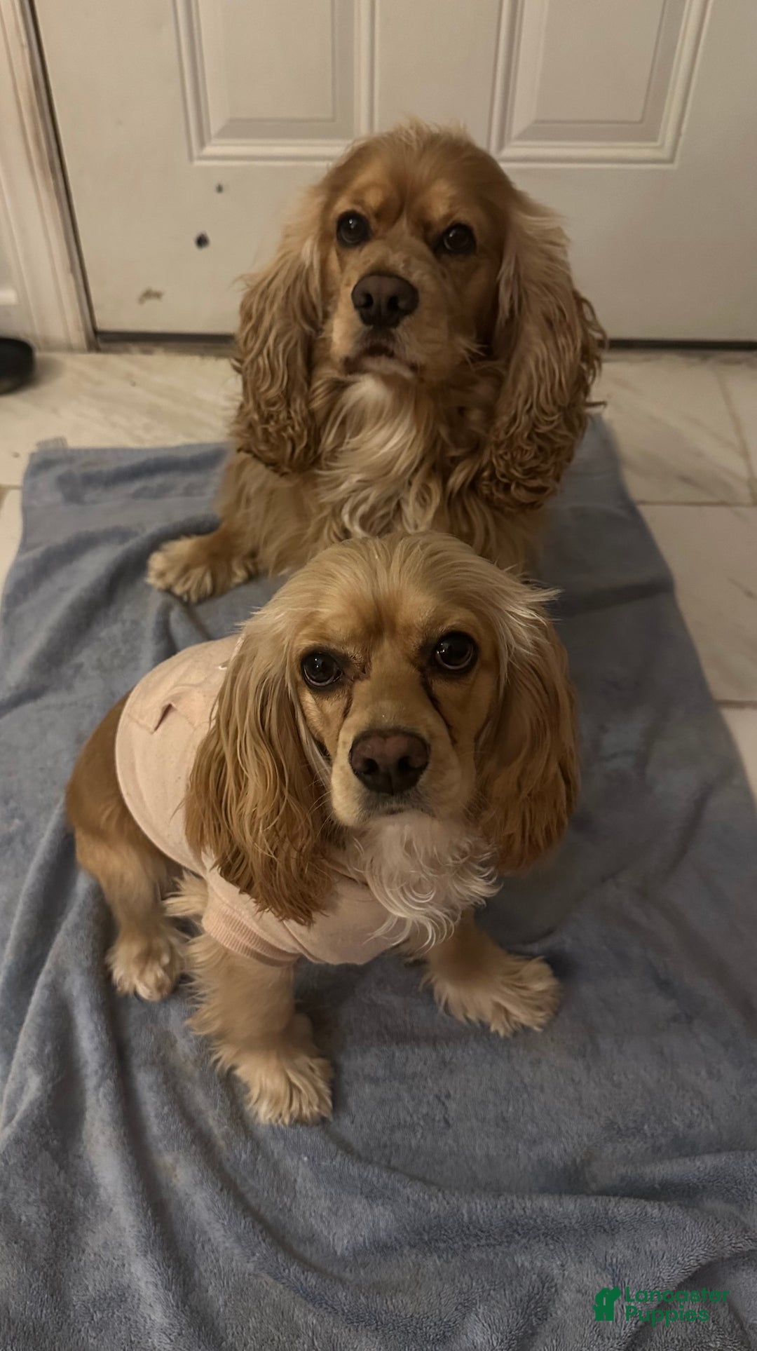 Cocker Spaniel dogs for sale: Cocker Spaniel Puppy 1 - Ad 3