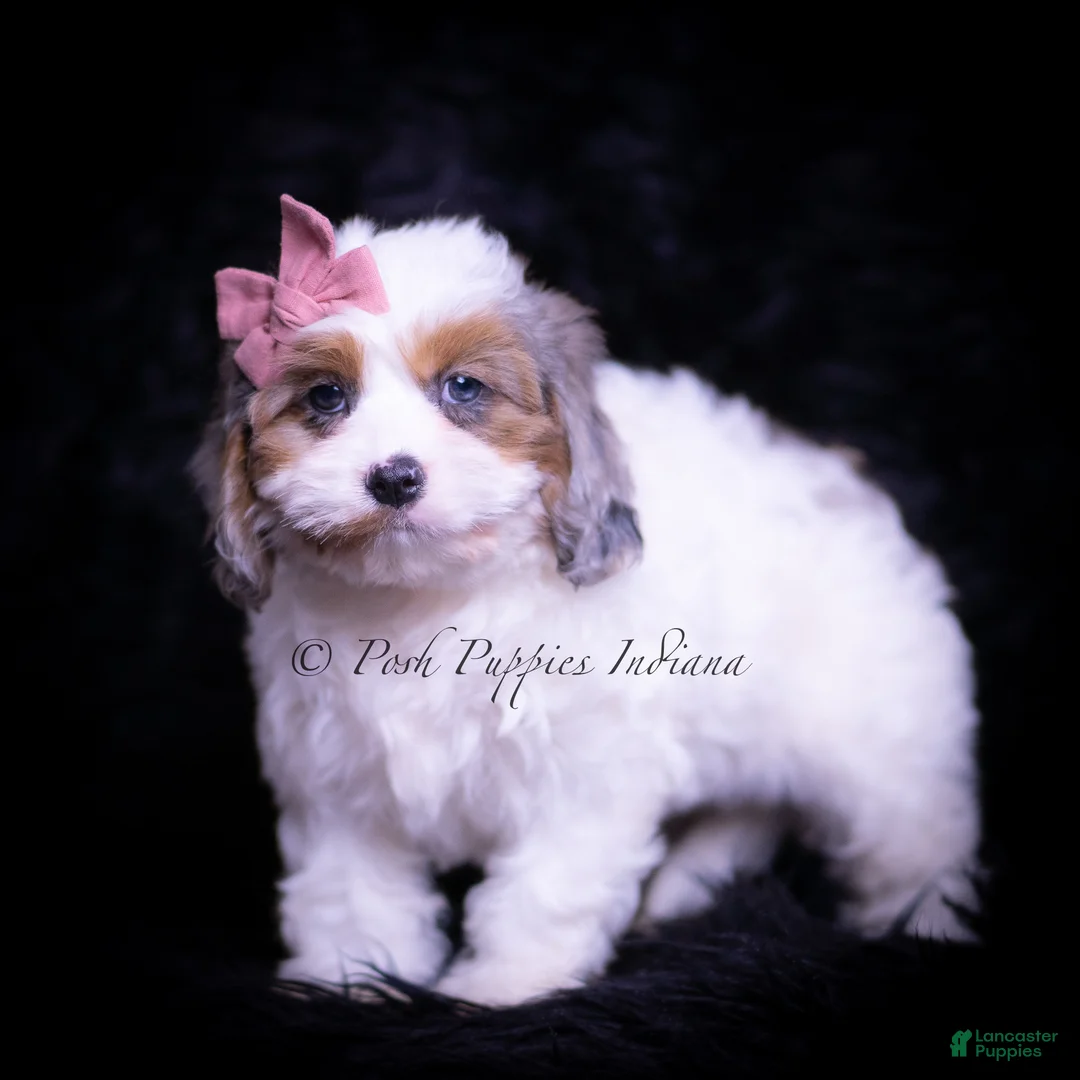 Cavapoo dogs for sale: Rainbow Dash - Ad 2