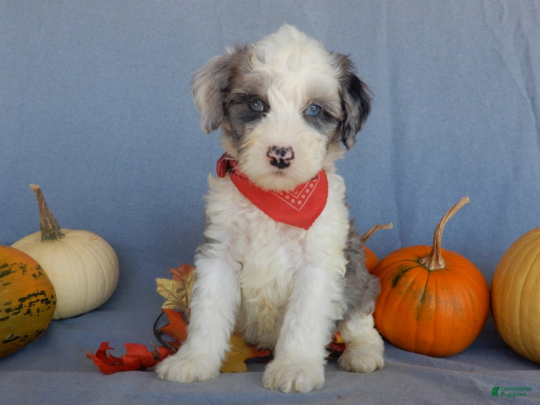 Sheepadoodle dogs for sale: Panda (medium) - Ad 36