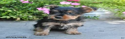 Yorkshire Terrier dogs for sale: Lucky - Ad 3
