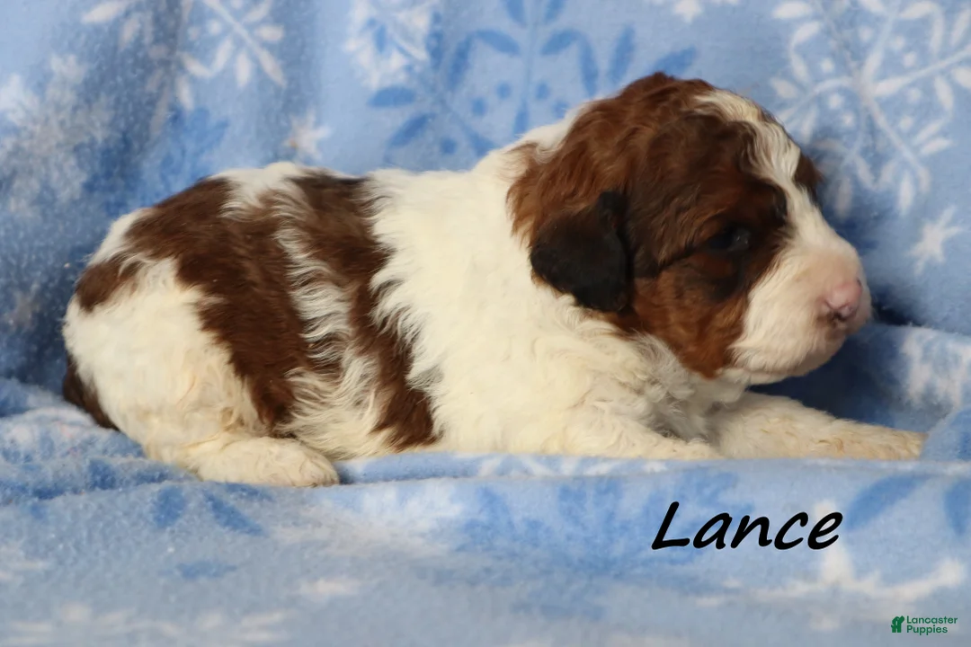 Mini Goldendoodle dogs for sale: Lance - Ad 1