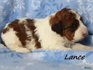 Mini Goldendoodle dogs Lance - Ad 19