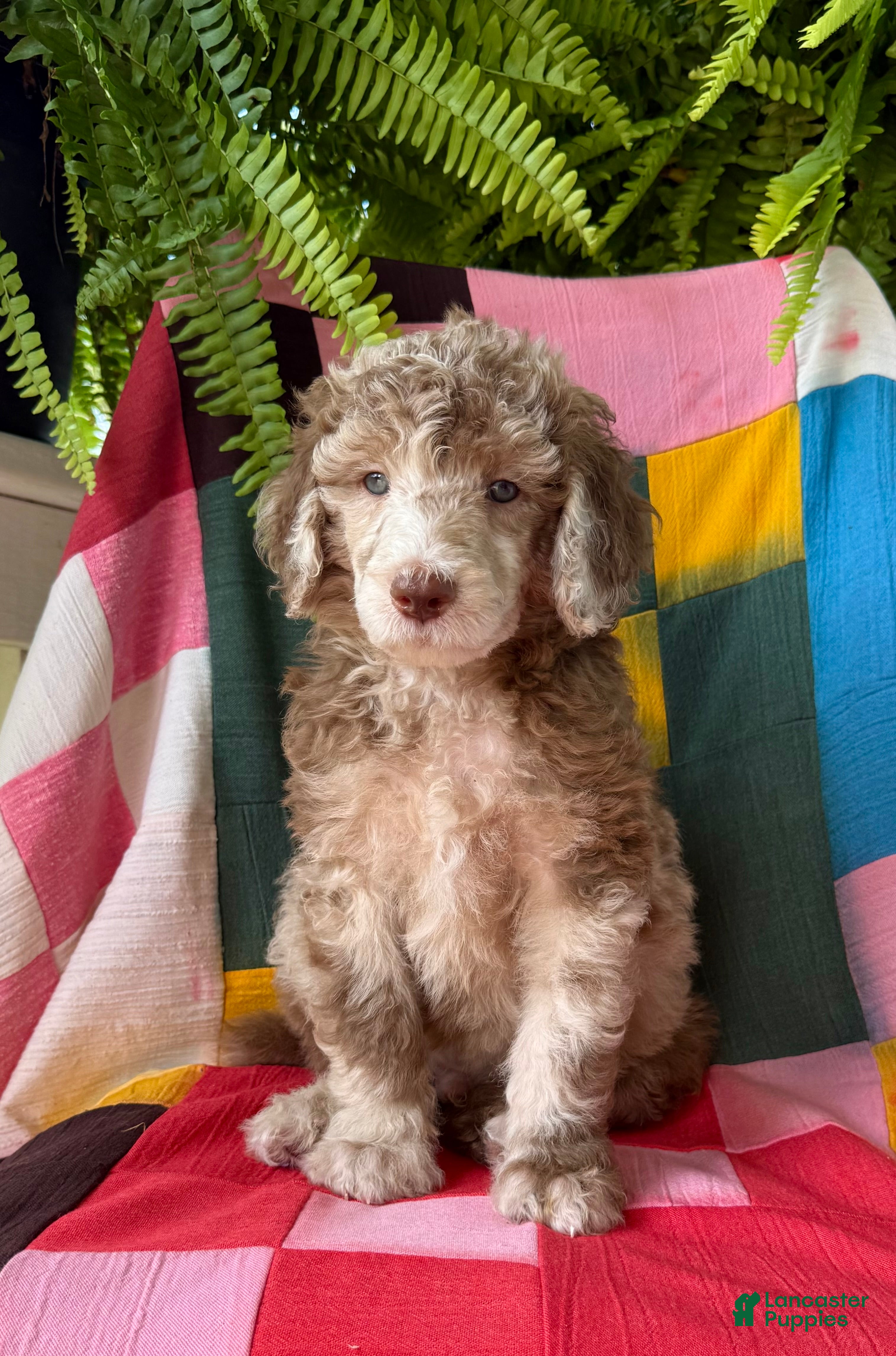 Standard Poodle dogs Burberry - Ad 1