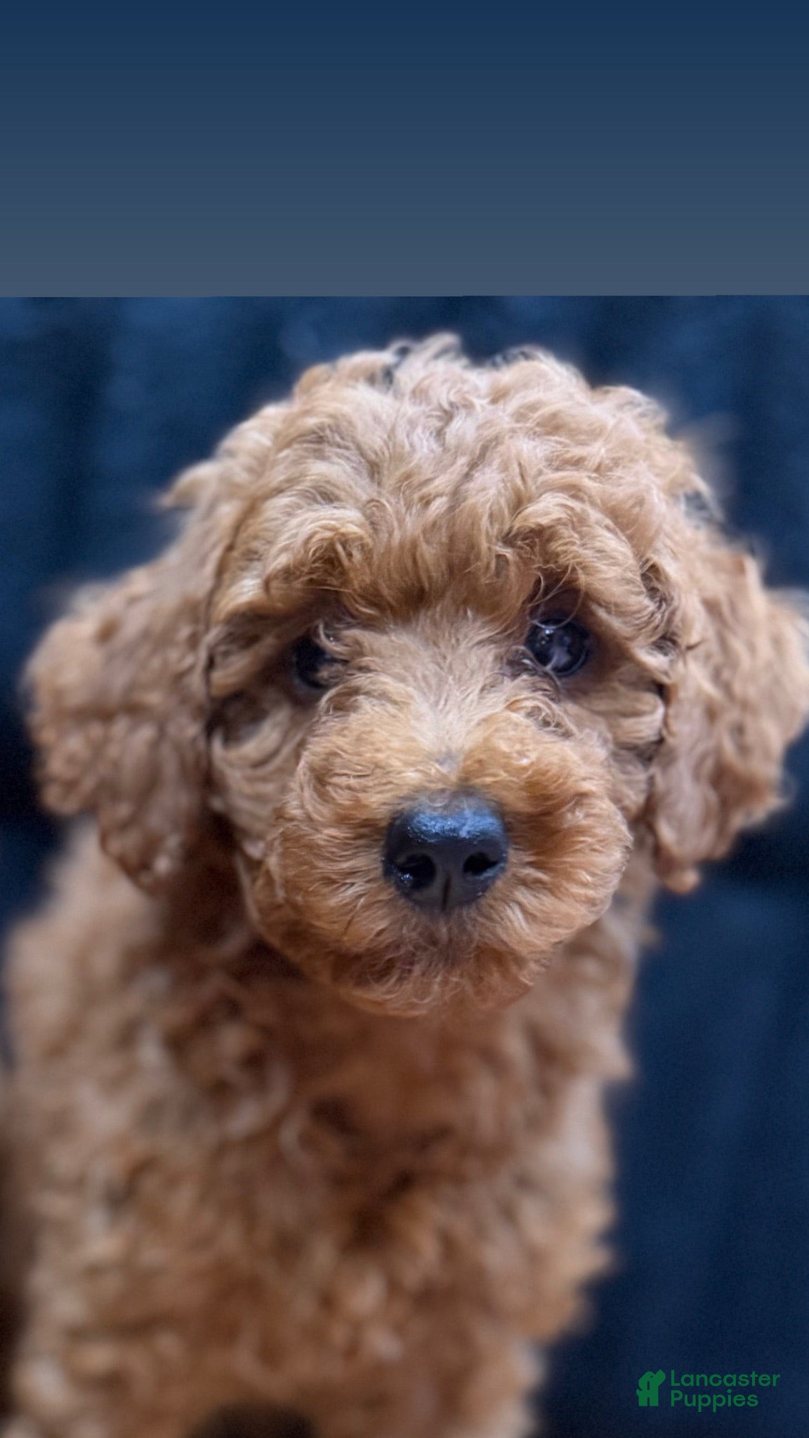 Miniature Poodle dogs Miniature Poodle 1 - Ad 2