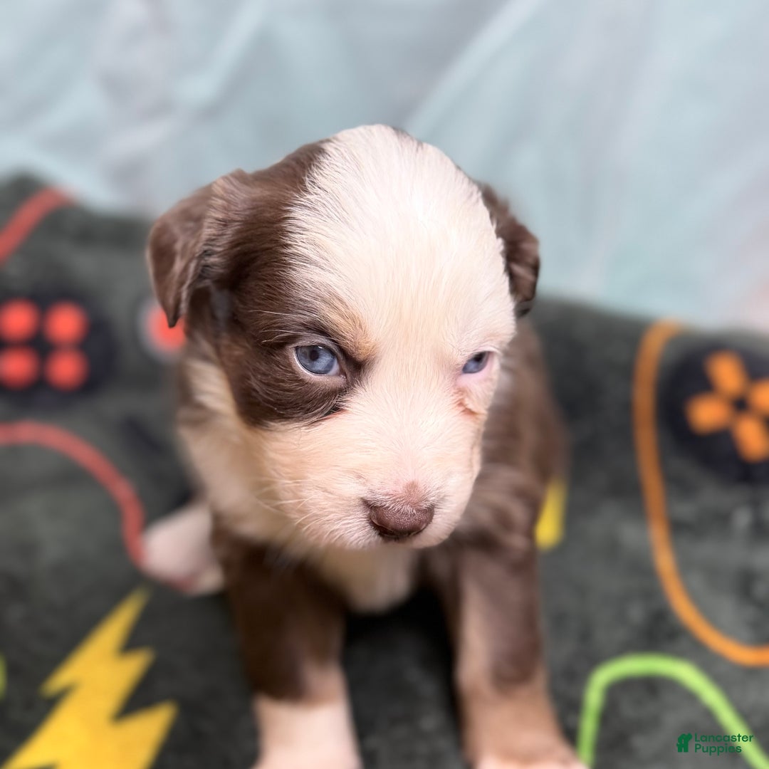 Mixed Breed dogs for sale: Honey - Ad 3