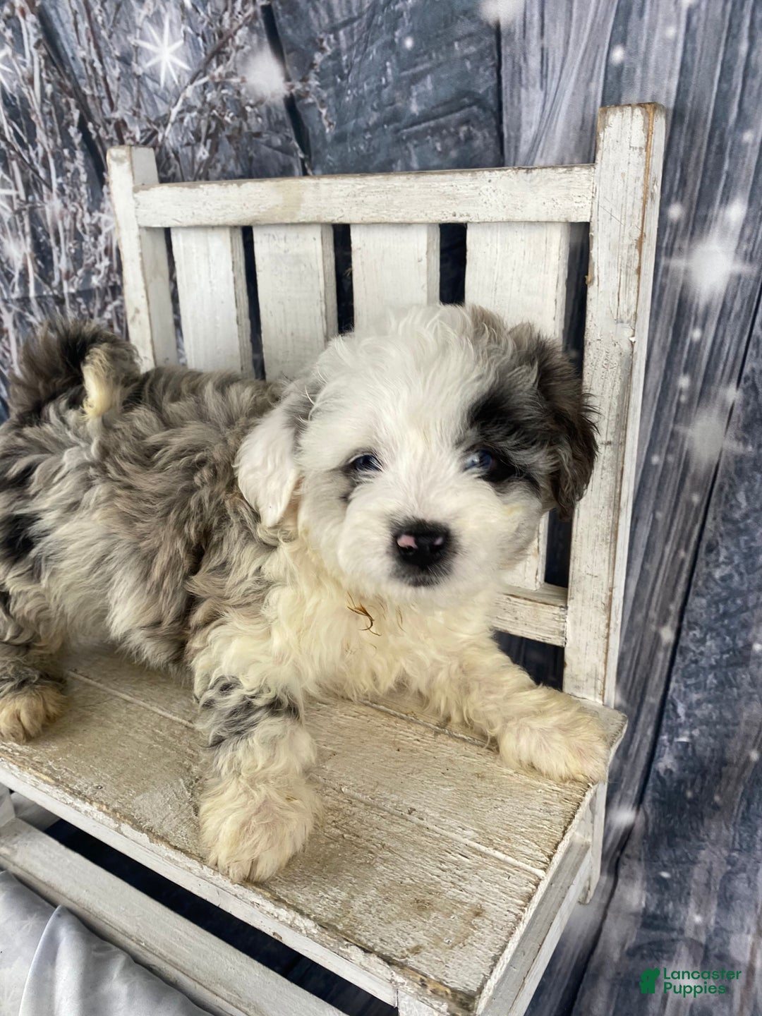 Mini Aussiedoodle dogs for sale: Iris - Ad 4