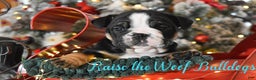English Bulldog dogs for sale: Angela - Ad 1