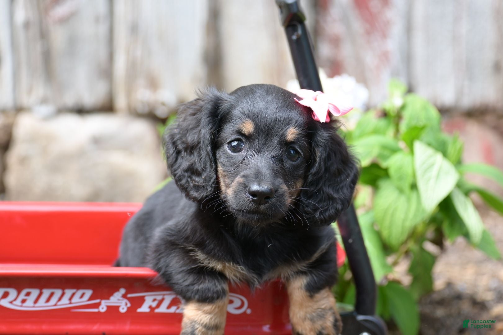 Miniature Dachshund dogs Bella - Ad 2