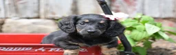 Miniature Dachshund dogs for sale: Bella - Ad 2