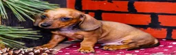 Miniature Dachshund dogs for sale: Xander - Ad 15