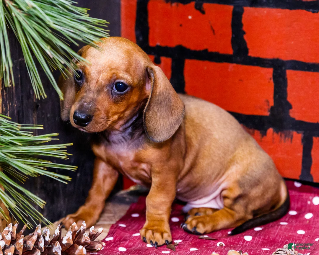 Miniature Dachshund dogs for sale: Xander - Ad 15