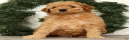 Mini Goldendoodle dogs for sale: Santana - Ad 7