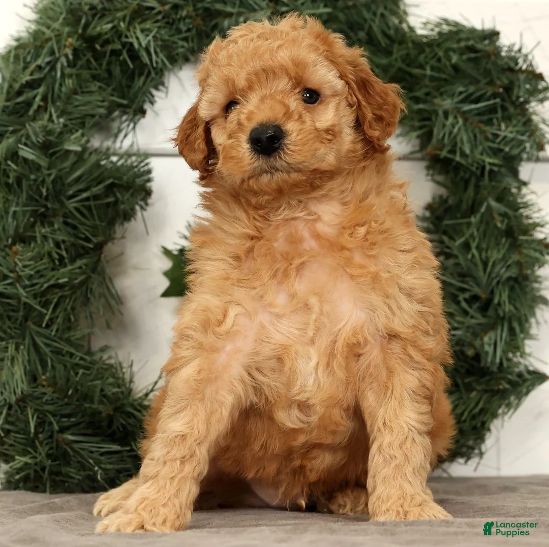 Mini Goldendoodle dogs for sale: Santana - Ad 7