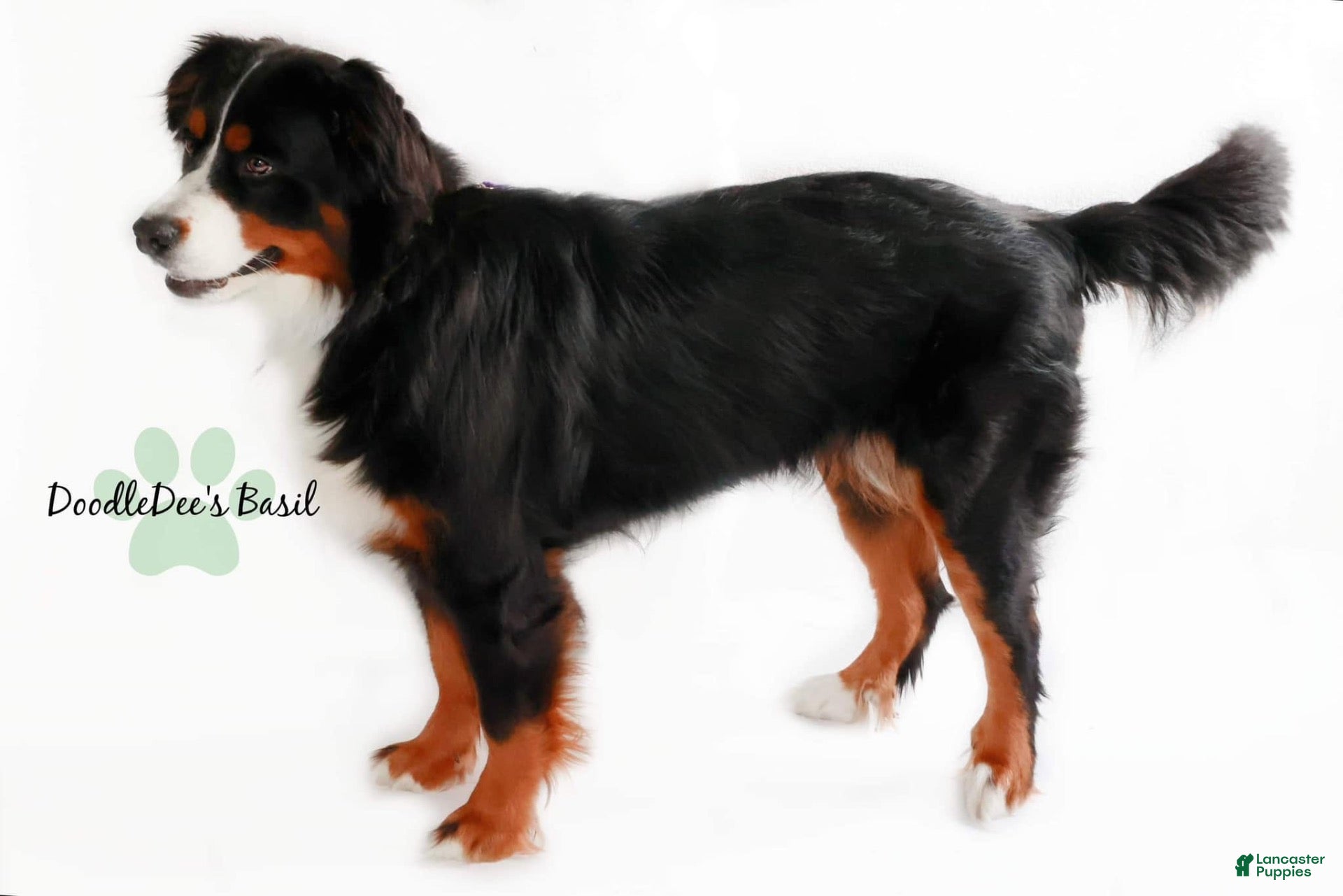 Bernedoodle dogs Ultra Bernedoodle Puppies - Ad 2
