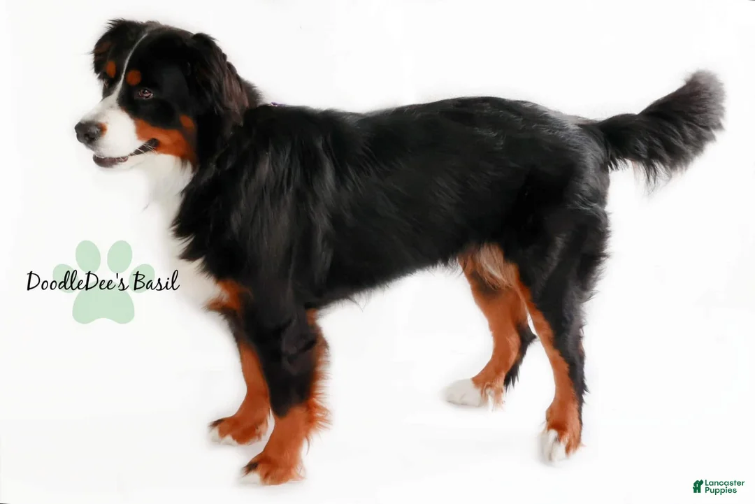 Bernedoodle dogs for sale: Ultra Bernedoodle Puppies - Ad 2