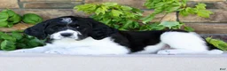 Saint Berdoodles dogs for sale: Alice - Ad 3