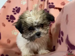Teddy Bear dogs for sale: Minnie Mouse - Ad 2