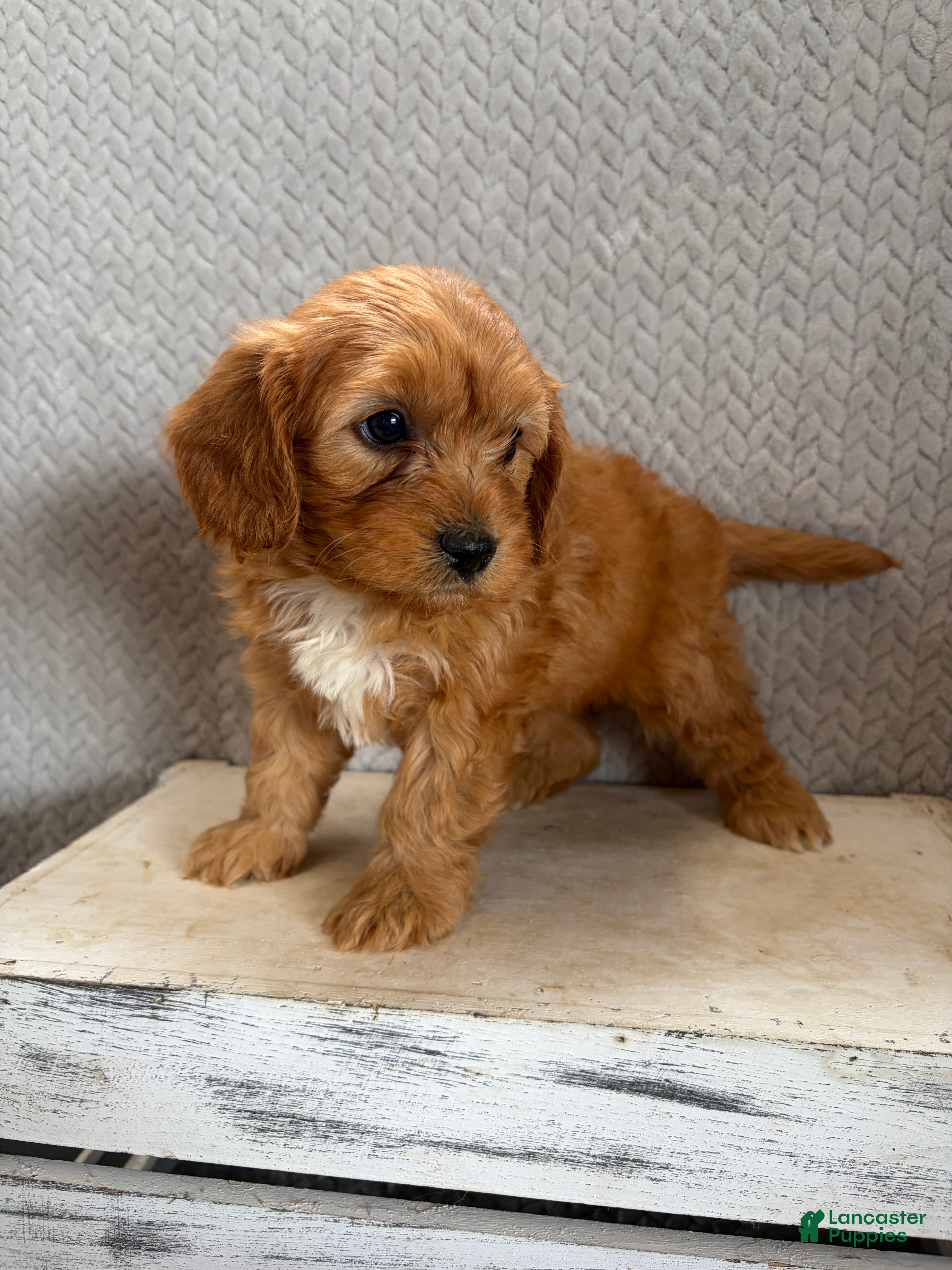 Cavapoo dogs Milo - Ad 1
