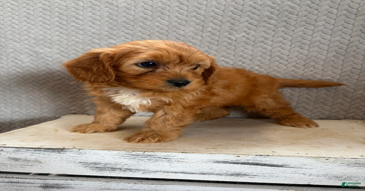 Cavapoo Puppies for sale in St. Louis, Missouri | Lancaster Puppies