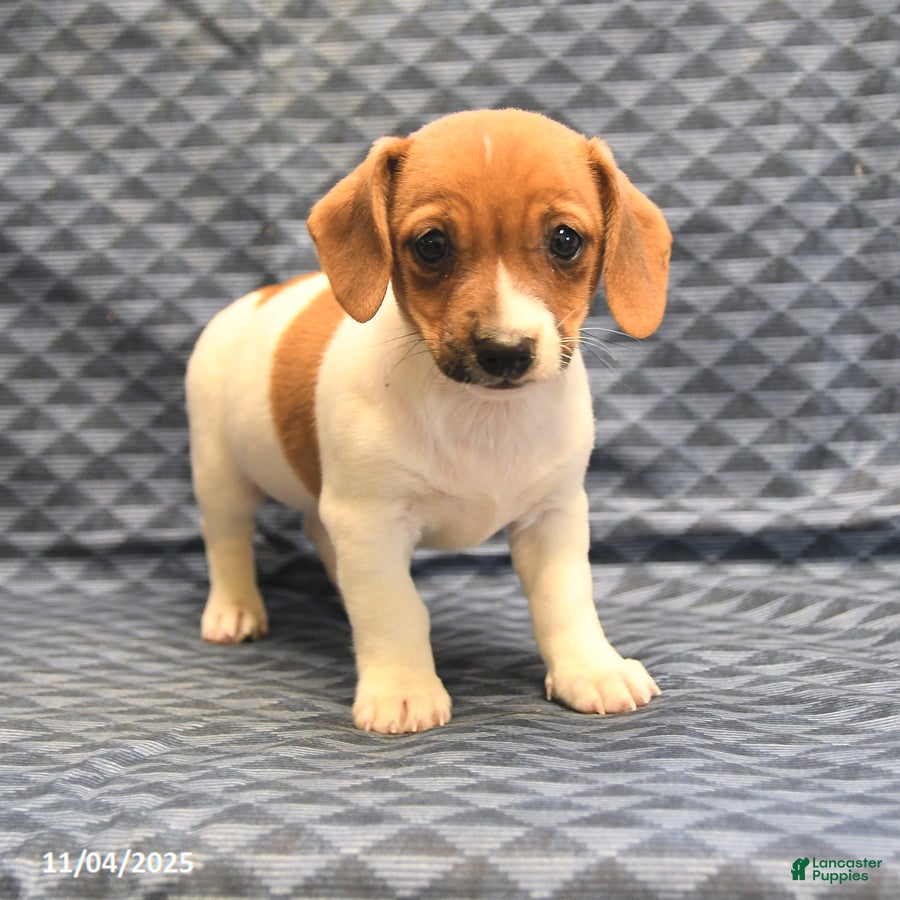 Jack Russell Terrier dogs Alex - Ad 10